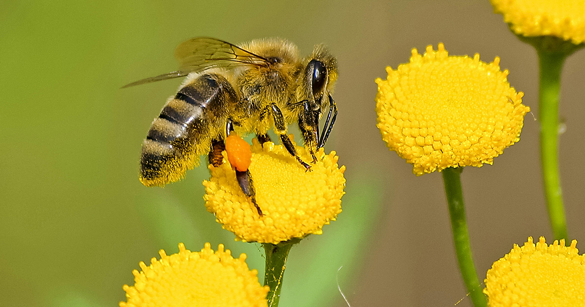 ALVEIS by Chemicals Laif - Partneri jonë i radhës